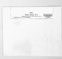 Dissingia leucomelaena image